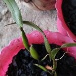 Maxillaria porrecta Levél