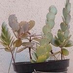 Kalanchoe marnieriana Folha