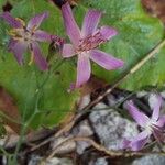 Prenanthes purpurea Blomst