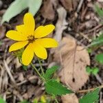 Bidens aristosa Квітка