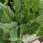 Silphium terebinthinaceum Leaf