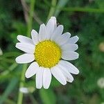 Chamaemelum nobile Flower
