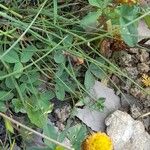 Trifolium badium Yeri
