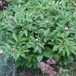 Paeonia lactiflora ফুল