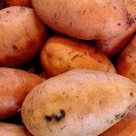 Ipomoea batatas Агульны выгляд