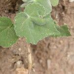 Abutilon abutiloides Leaf