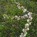 Prunus tomentosa 花
