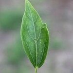 Hibiscus boryanus Blad