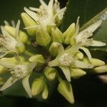 Casearia arguta Blüte