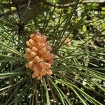 Pinus pinasterBlomst