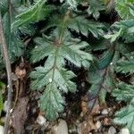 Erodium botrys Hoja