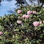 Rhododendron pudorosum Hábito