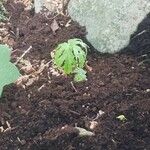 Podophyllum peltatum Lapas