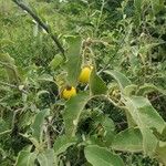 Solanum incanum Frukt
