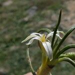 Romulea columnae Flower