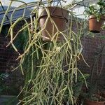 Rhipsalis baccifera Habitus