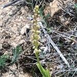 Orchis anthropophora 葉