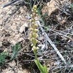 Orchis anthropophora Blatt