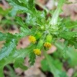 Senecio vulgarisBlüte