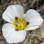 Calochortus leichtlinii Flower