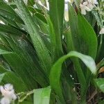 Oncidium baueri Yaprak
