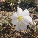 Oenothera albicaulis 花