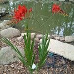 Crocosmia aureaফুল