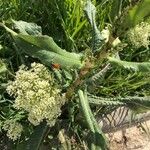 Rumex patientia Folha