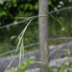 Brachypodium pinnatum Цветок