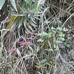 Echium virescens Lorea