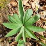 Helleborus viridis Leaf