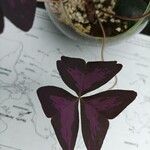 Oxalis triangularisFolha