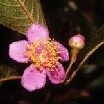 Rhodomyrtus locellata 花