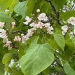 Catalpa speciosaÕis