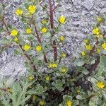 Portulaca oleracea برگ