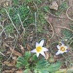 Romulea arnaudii 花