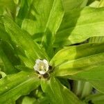 Gentiana triflora Кветка