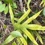 Phymatosorus scolopendria Leaf