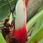 Philodendron fragrantissimum Fruit