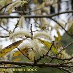 Salix pedicellata Altro