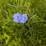 Linum perenneKvet