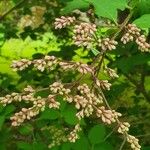 Syringa josikaea Other