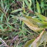 Chelone glabra Leaf