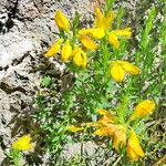 Genista hispanica Kwiat