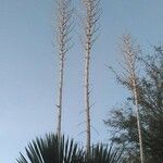 Yucca elata Іншае