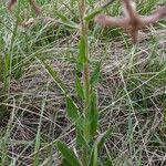 Hesperis tristis Листок