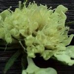 Scabiosa ochroleuca 花