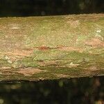 Couratari oblongifolia Bark