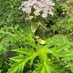 Heracleum mantegazzianumCvet