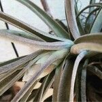 Tillandsia pohliana 葉